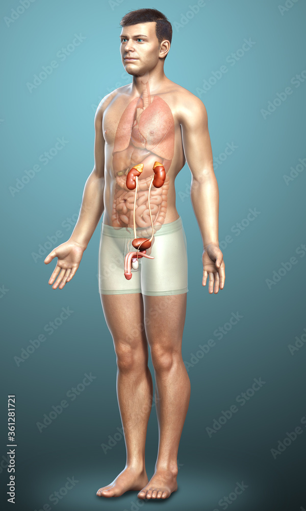 3d rendered, medically accurate illustration of the kidneys 3d rendered, medically accurate illustration of the kidneys