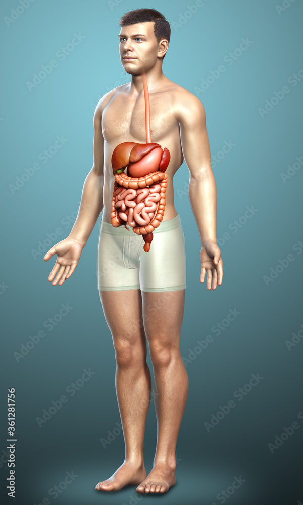 3d rendered medically accurate illustration of male Digestive System 3d rendered medically accurate illustration of male Digestive System