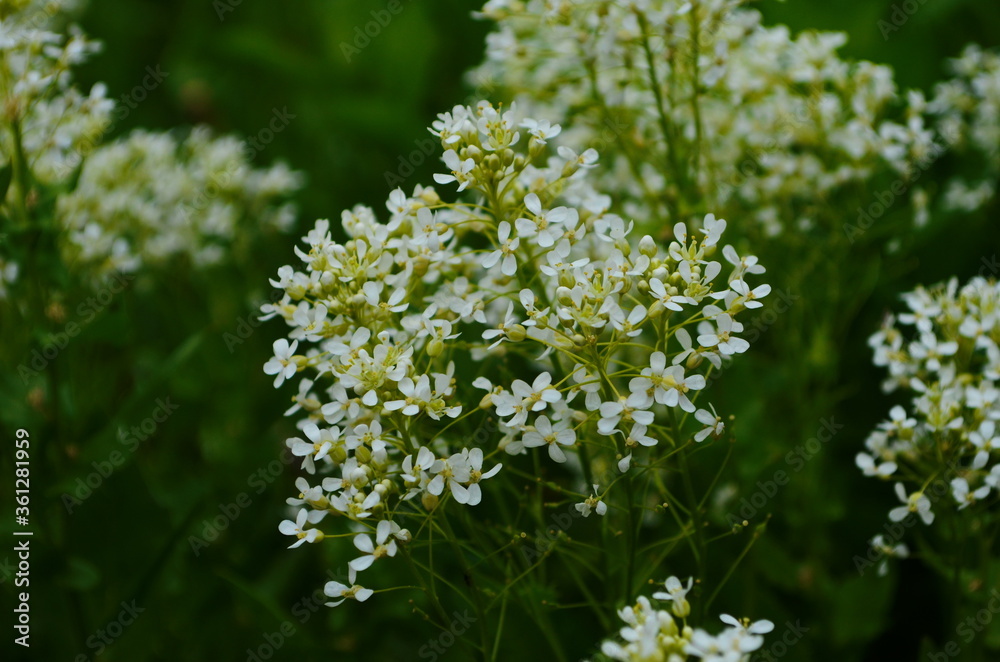 Optimistic background with small white flowers Optimistic background with small white flowers