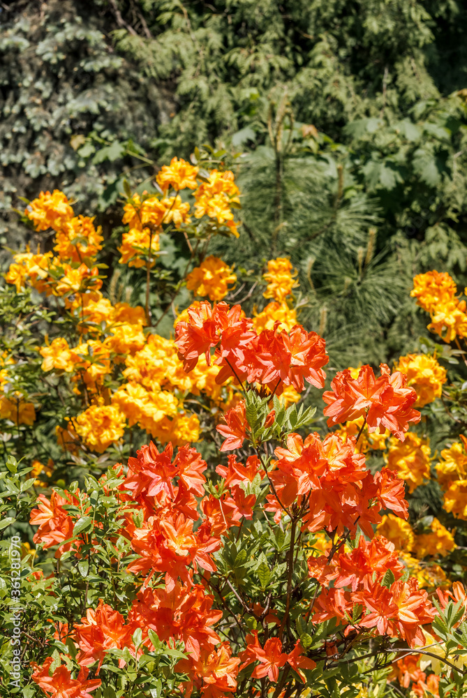 Mollis Azalea (Rhododendron x mollis) in park Mollis Azalea (Rhododendron x mollis) in park