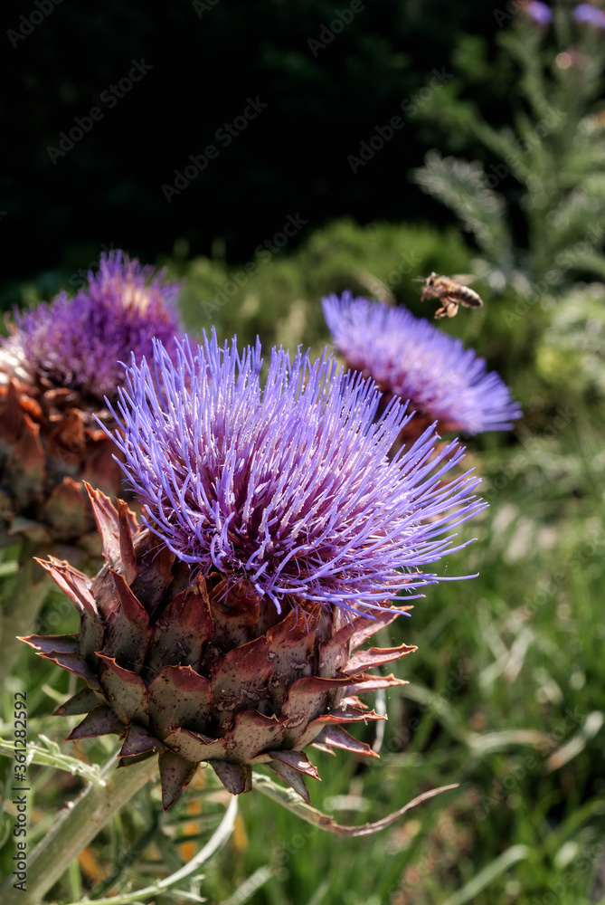 Globe Artichoke (Cynara scolymus) in Yalta, Crimea Globe Artichoke (Cynara scolymus) in Yalta, Crimea