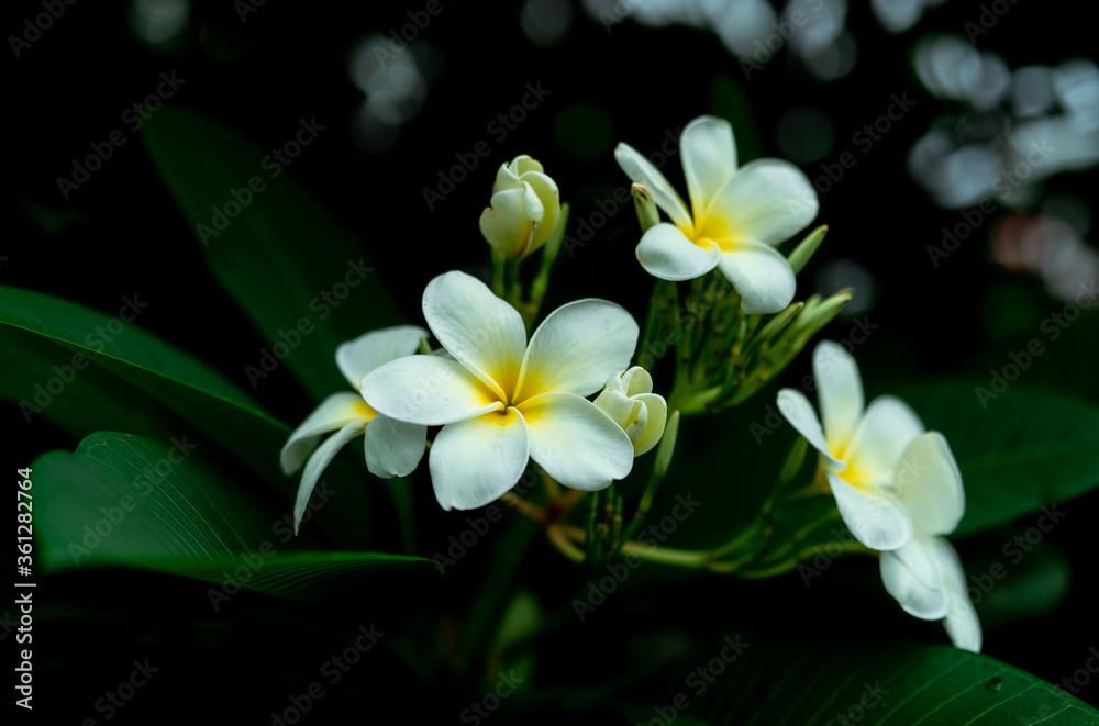 Closeup Frangipani flowers with green leaves on blurred bokeh background. White Plumeria flower bloom in the garden. Tropical plant. Gentle white petal and yellow in center of flower. Spa wallpaper.