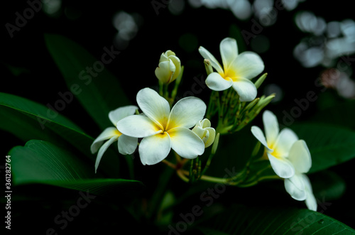 Closeup Frangipani flowers with green leaves on blurred bokeh background. White Plumeria flower bloom in the garden. Tropical plant. Gentle white petal and yellow in center of flower. Spa wallpaper. © Artinun