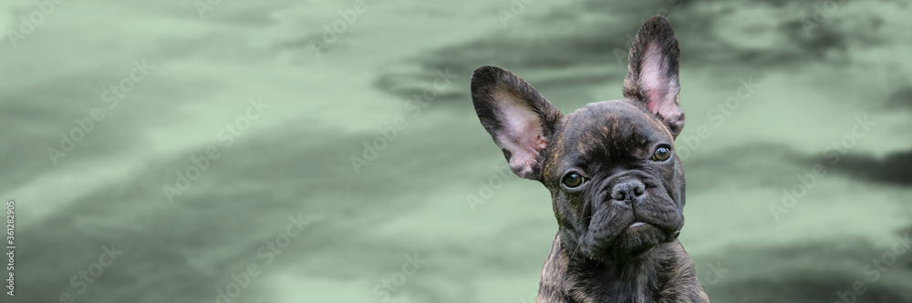 Panorama of a puppy head, brindle French Bulldog Dog, against a dramatic sky background, composite photo