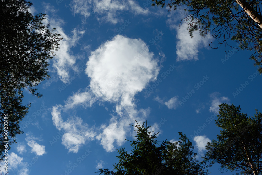 Looking skyward to tree tops Looking skyward to tree tops