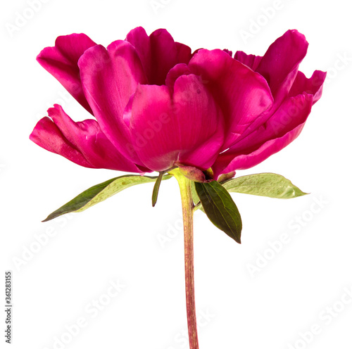 red peony flower isolated on white background