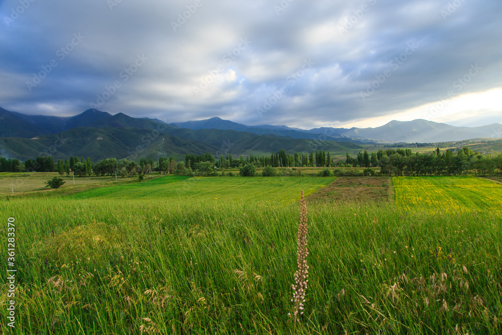Fototapeta premium Beautiful spring and summer landscape. Lush green hills. Spring blooming herbs.