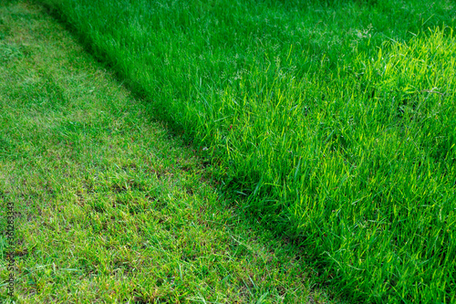 Partially cut grass lawn. Green fresh grass. Difference between perfectly mowed, trimmed garden lawn or field for sports and long uncut grass. Lawn, carpet, natural green trimmed grass field.
