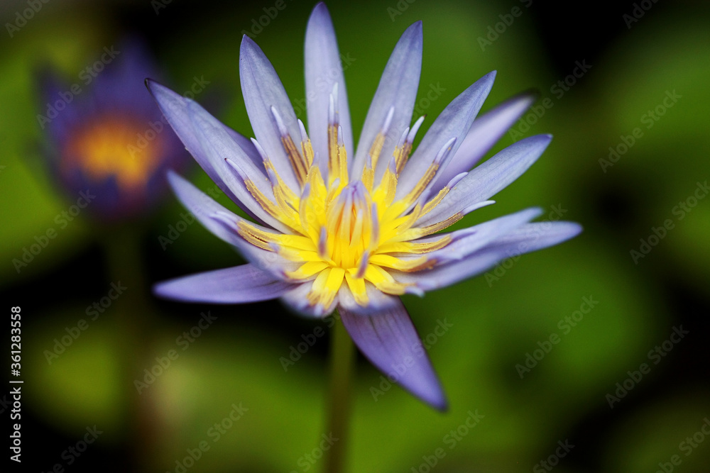 Purple lotus close up , focus on one point Purple lotus close up , focus on one point