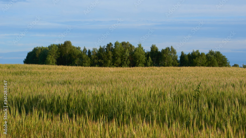 Green field, tree and blue sky. Excellent as a background, web banner