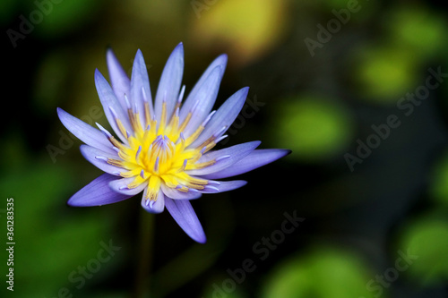 Purple lotus close up   focus on one point