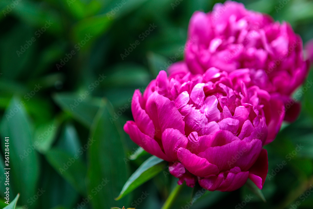 flowerbed with blooming red peonies. summer garden flowerbed with blooming red peonies. summer garden
