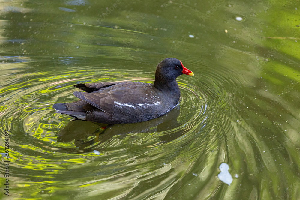 Black bird swimming in lake Black bird swimming in lake