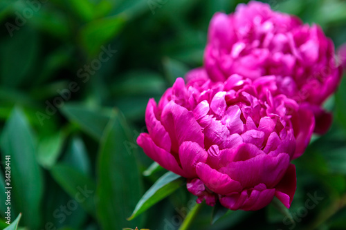 Fototapeta Naklejka Na Ścianę i Meble -  flowerbed with blooming red peonies. summer garden
