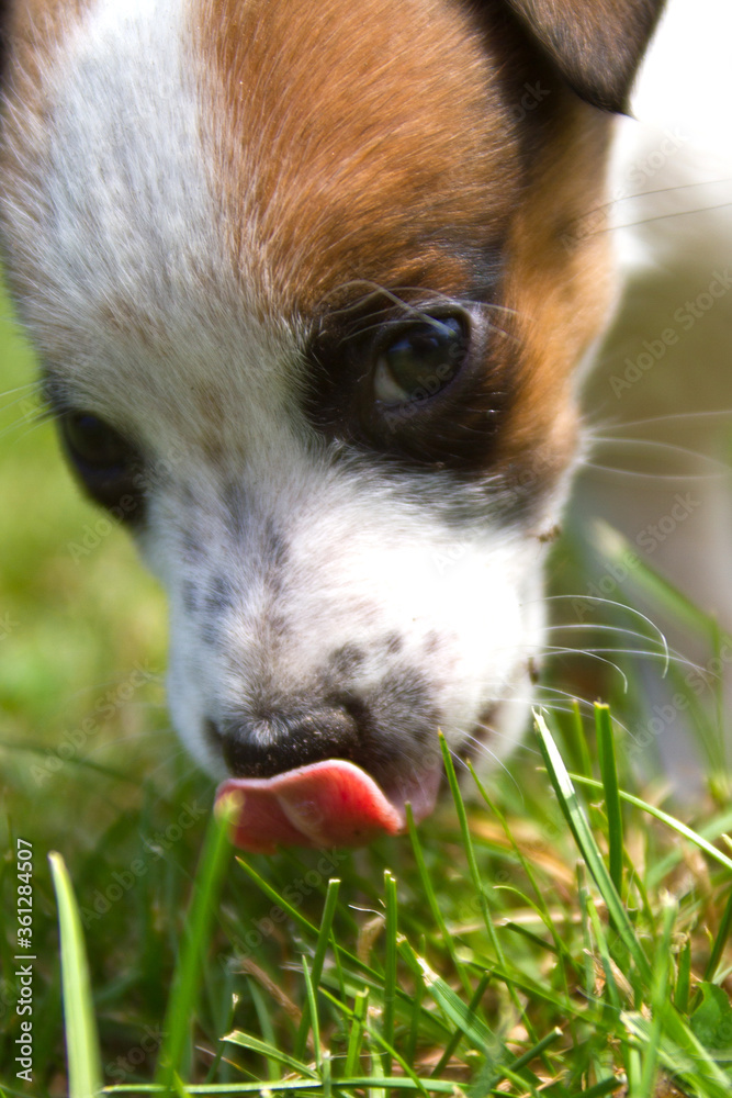 Little puppys are walking and playing on the street in the grass Little puppys are walking and playing on the street in the grass