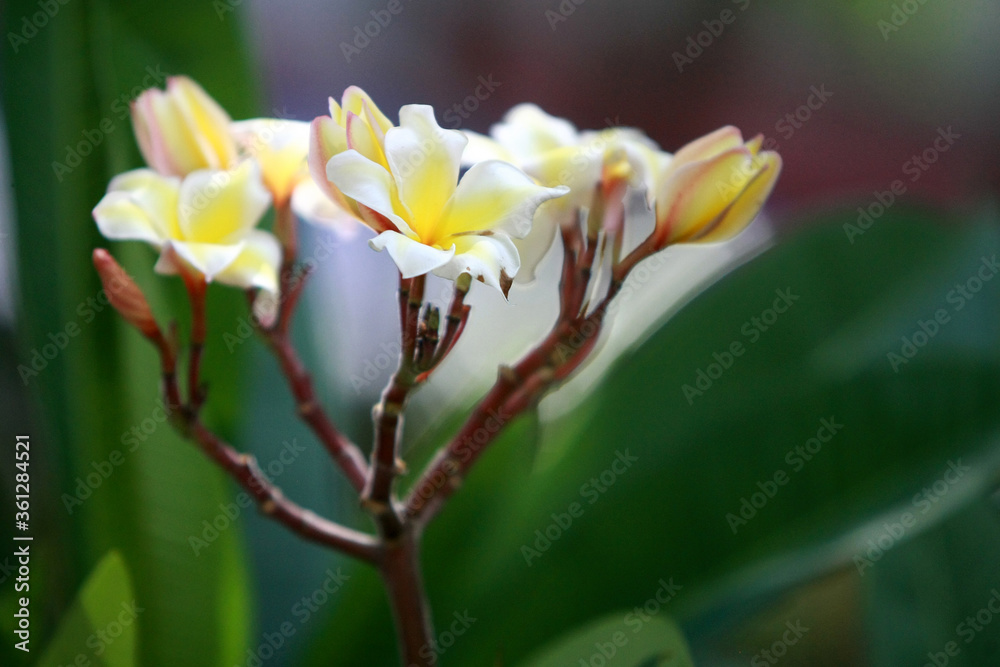 Fototapeta premium Plumeria flowers on the tree , close up