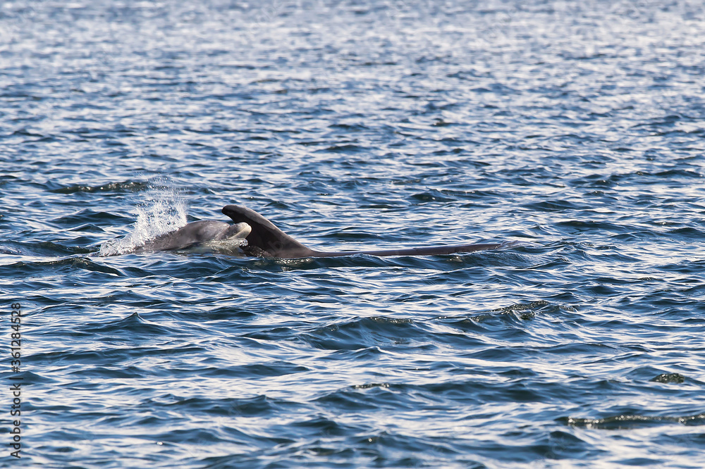 Obraz premium Delfin mit Kind