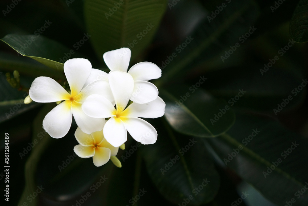 Plumeria flowers on the tree , close up Plumeria flowers on the tree , close up
