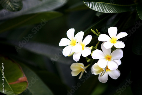 Plumeria flowers on the tree   close up