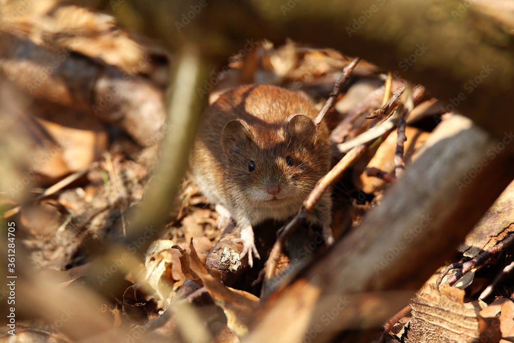 Maus im Versteck