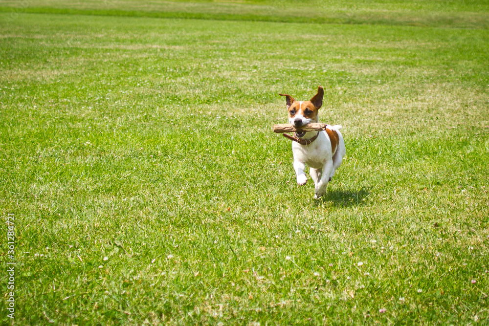 dog running with a stick in the mouth is playing. dog running with a stick in the mouth is playing.