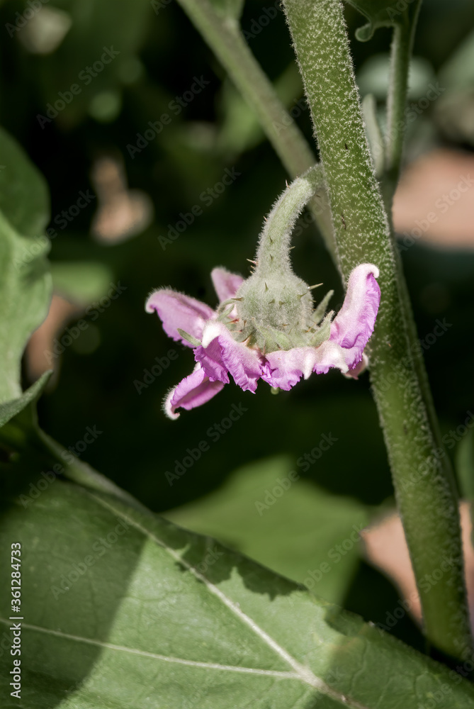 Eggplant (Solanum melongena) in vegetable garden
