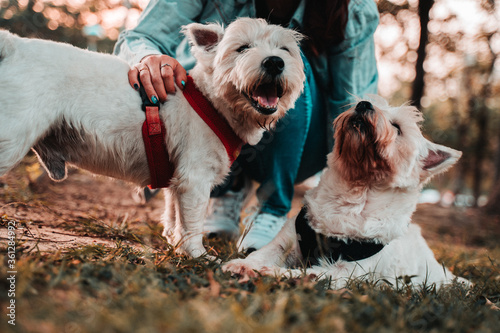 Happy West Highland White Terrier