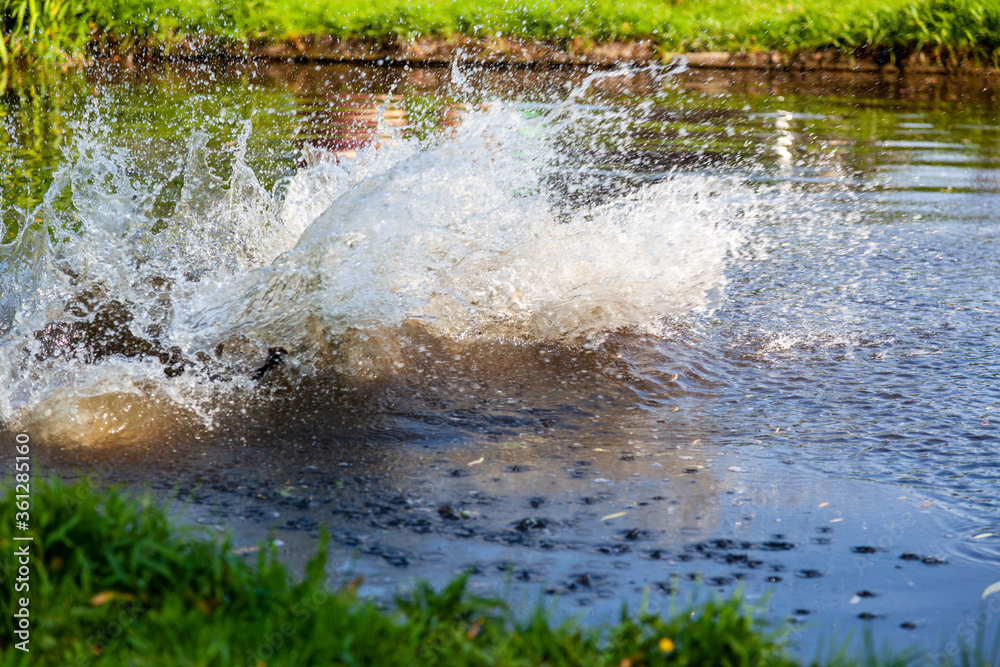 splash splash