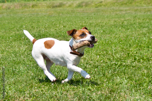 dog running with a stick in the mouth is playing.