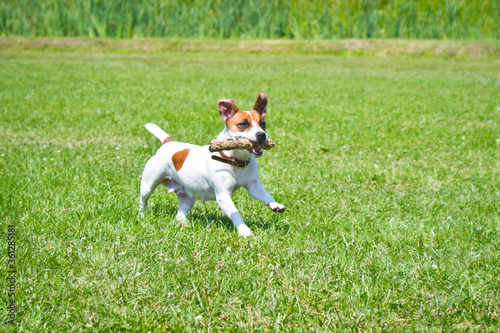 Fototapeta Naklejka Na Ścianę i Meble -  dog running with a stick in the mouth is playing.