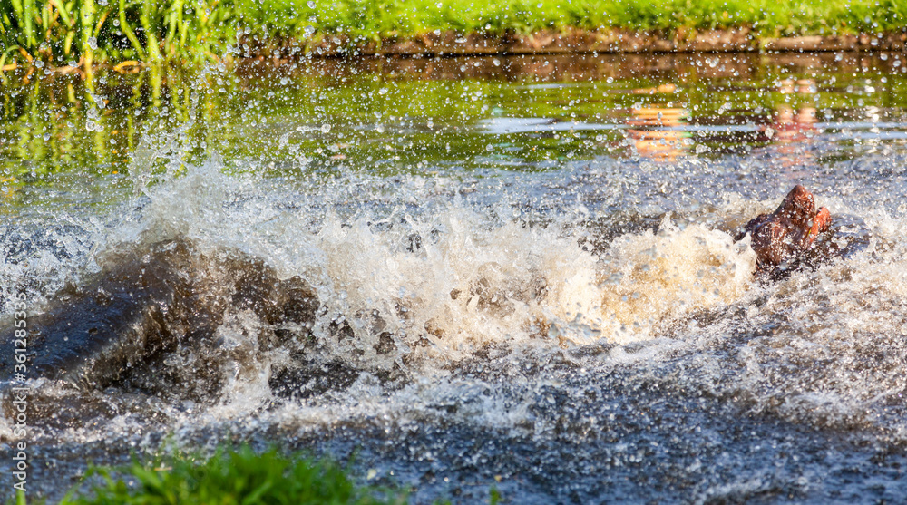 splash splash