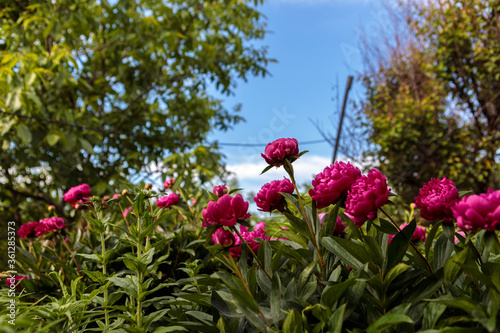 Fototapeta Naklejka Na Ścianę i Meble -  flowerbed with blooming red peonies. summer garden