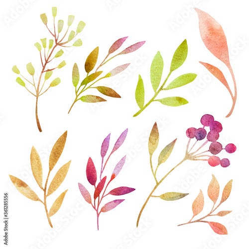 Watercolor set of multicolored twigs, leaves, herbs. Isolated from white background