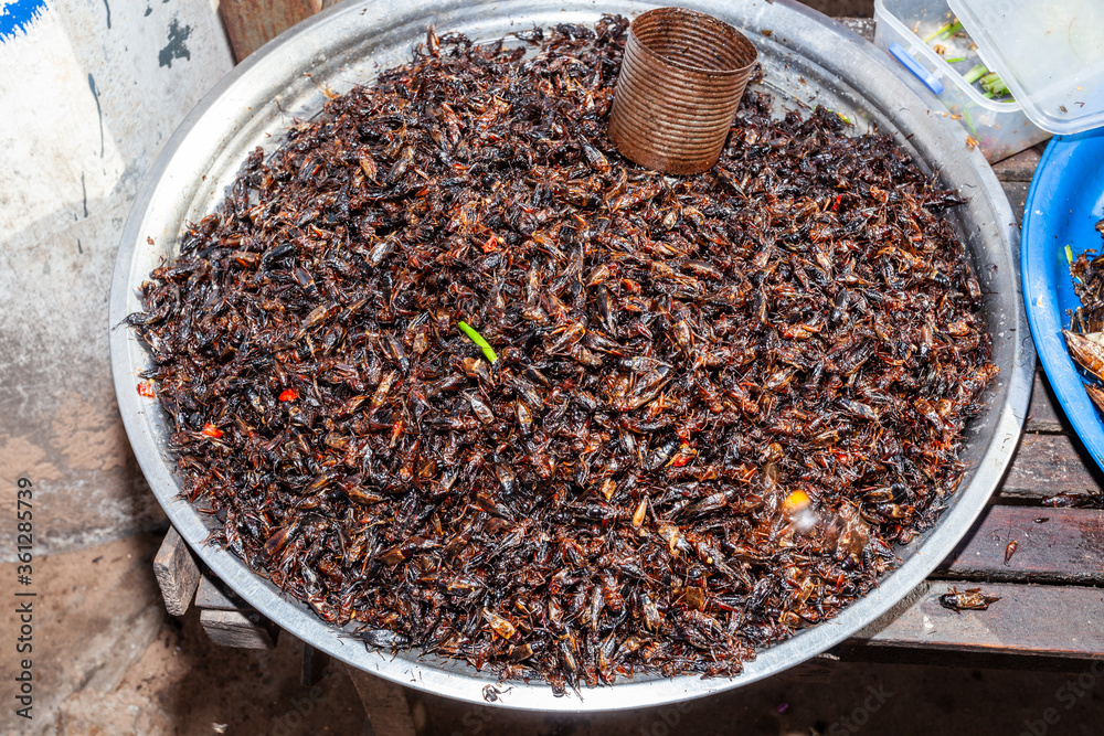 insects as food