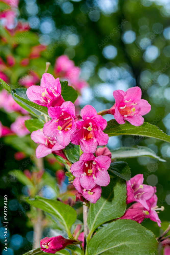Obraz premium Old Fashioned Weigela (Weigela florida) in park