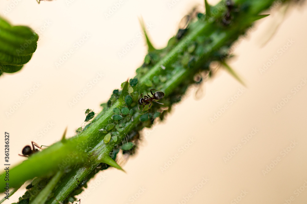 Naklejka premium Plague: Macro of ants milking aphids on a blackberry bush