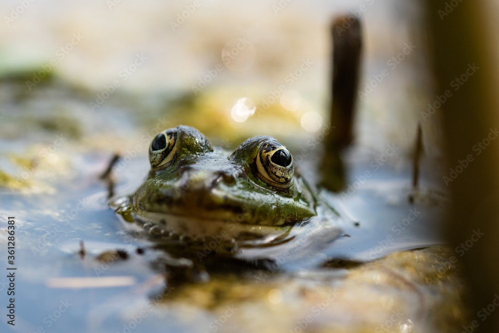 Green frog in the pond Green frog in the pond