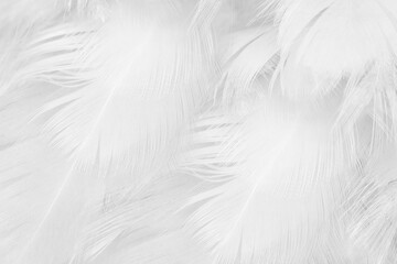 Beautiful white feather wooly pattern texture background