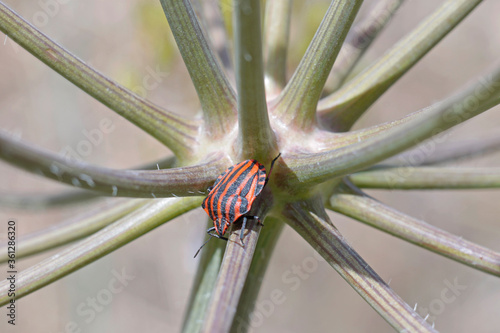 The Striped bug (Graphosoma italicum) is a species of shield bug in the family Pentatomidae. The basic color of the upperside of the body is red, with wide black longitudinal stripes. photo