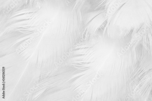 Fotografie, Obraz Beautiful white feather wooly pattern texture background