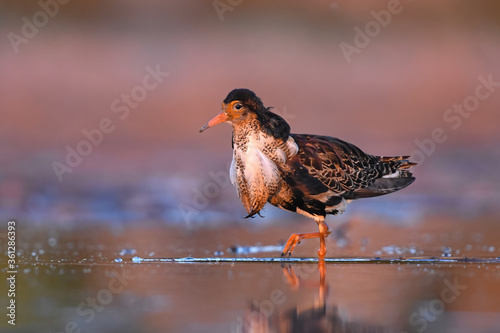Fotografie Male ruff (Calidris pugnax) searching food in the wetlands with beautiful colors