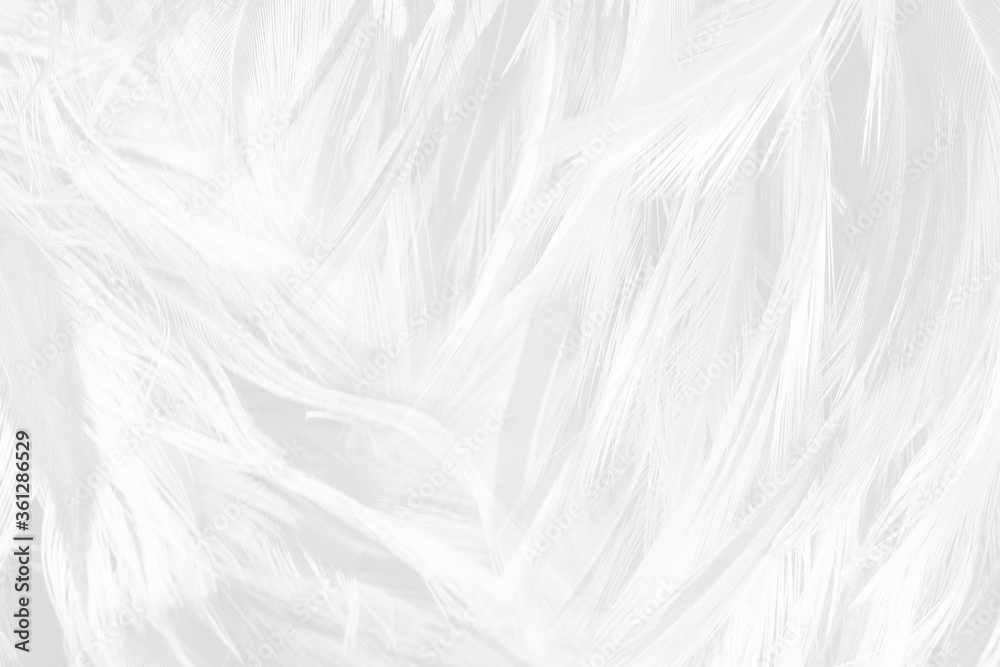 Beautiful white feather wooly pattern texture background Beautiful white feather wooly pattern texture background
