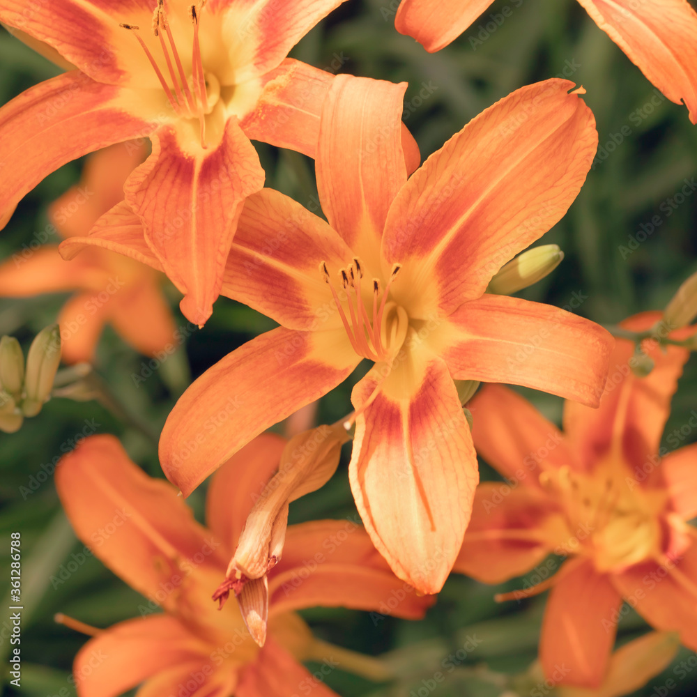 Floral background. Stylish orange lilies. Square image .