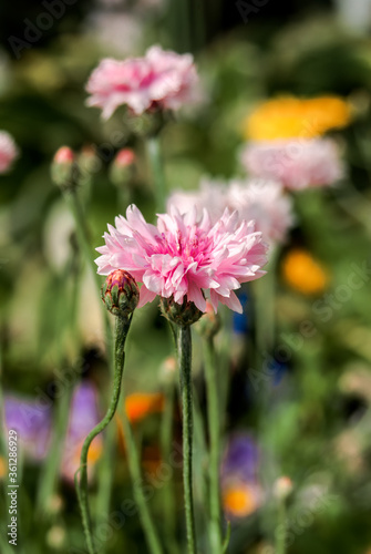 Cornflower  Centaurea cyanus  in garden