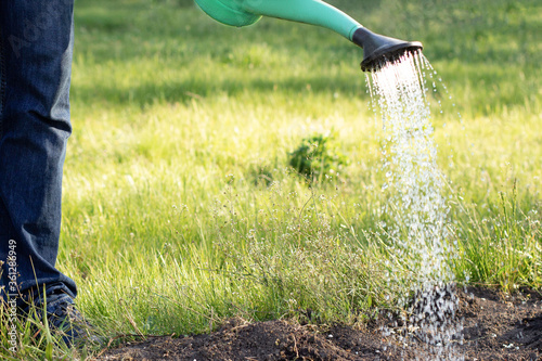 Man watering plants with watering can in the garden on bright sunny grass. Male leg in blue jeans, water flow drops close up. gardening concept