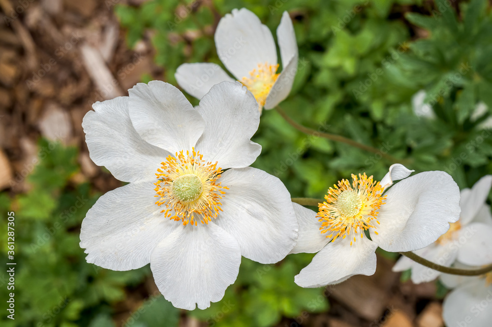 Snowdrop Anemone (Anemone sylvestris) in park Snowdrop Anemone (Anemone sylvestris) in park