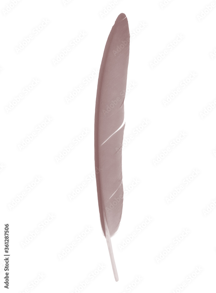 Beautiful brown chocolate feather isolated on white background