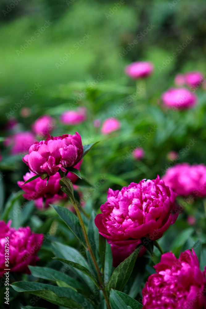 flowerbed with blooming red peonies. summer garden flowerbed with blooming red peonies. summer garden