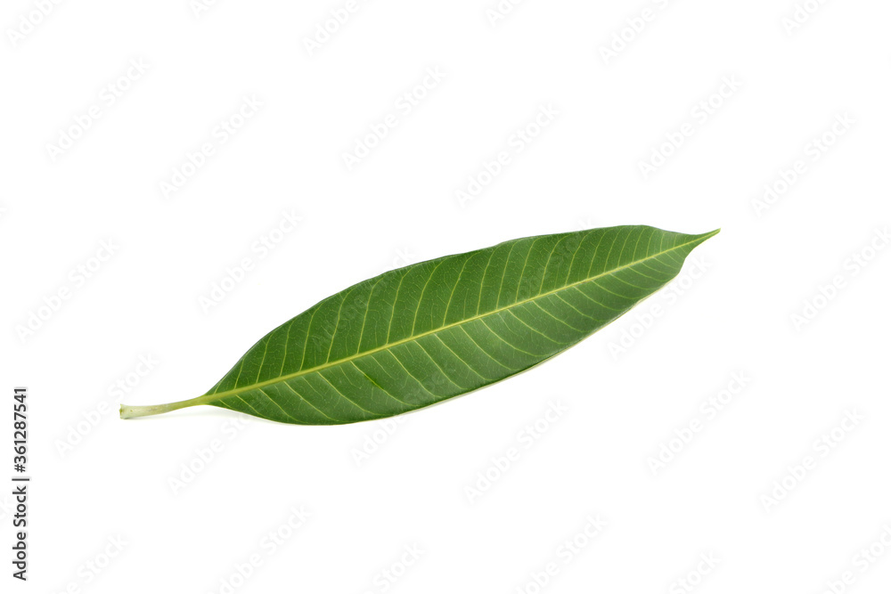 Green mango leaves isolated on a white background. Green mango leaves isolated on a white background.