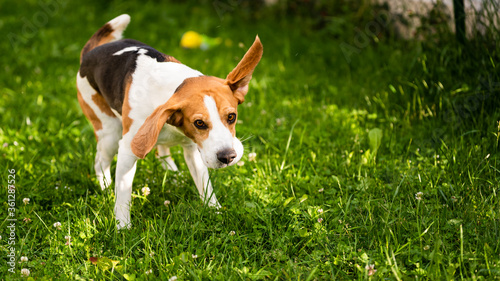Beagle dog shaking grass off on green meadow.